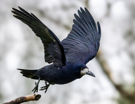 Corvid activity. A rook taking off from its perch.