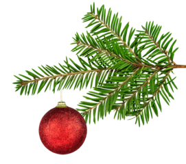 Isolated red glitter christmas ball ornament hanging on fresh green fir branch on white background.