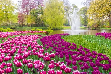 Fototapete Tulpen Scenic view of Keukenhof tulip garden in Lisse, Netherlands. Keukenhof is the most beautiful spring garden in the world. Beautiful ornamental garden landscape at Lisse, Netherlands  © olyasolodenko