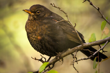 Amsel auf einem Zweig