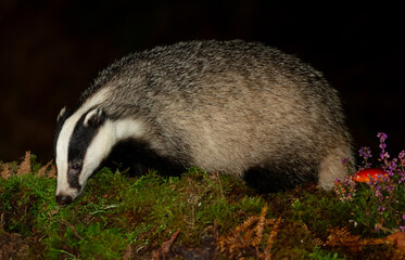 Badger, Scientific name: Meles Meles.  Wild, native, European badger foraging at night in the Scottish Highlands, UK, facing left with green moss, heather and Fly agaric mushroom.Horizontal. Copyspace © Moorland Roamer