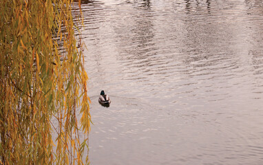 Ducks Swimming Near Tree Branches
