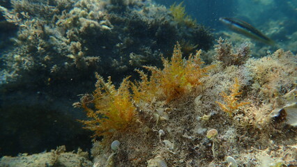 Red algae Laurencia obtusa undersea, Ligurian Sea, Italy, Imperia

