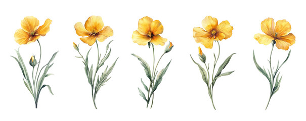 Watercolor yellow flower set isolated on transparent background.