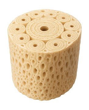 Bone section displaying osteon structure with central canal.