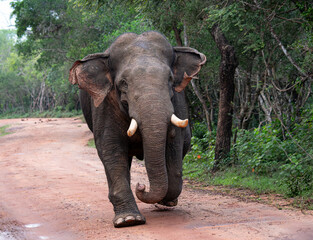 Obraz premium Charging Elephant 