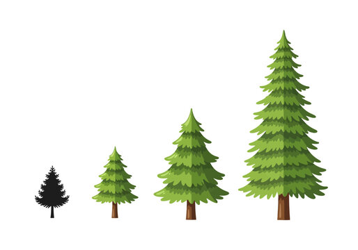 Collection of four fir trees of varying sizes and heights against a white background