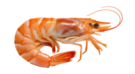 Cooked shrimp with orange and white segments isolated on a transparent background