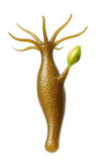 Fototapeta premium Hydra featuring a small bud emerging from its surface.