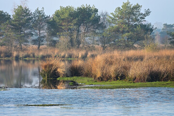 Water's Edge in the Kempen: Sunlit Reeds and Grasses Contrast with the Blue Water and Distant Pine Forest in the Boxtel Nature Reserve, Early November Morning.
