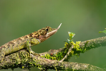 Rhino-horned lizard