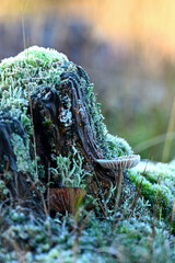 A weathered tree stump is covered in frost, moss, and lichen, hosting small mushrooms on the cold Kampina moor.