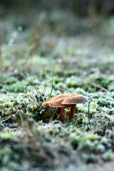A small, brown mushroom sits low on the ground, surrounded by bright green moss and grass covered in early morning frost.