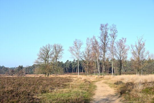 A sandy path leads across the Kampina moor past bare deciduous trees towards a dark pine forest under a clear blue sky.