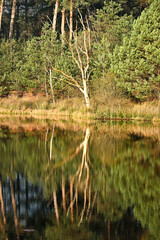 A bright, white birch tree stands out against a dark pine forest, mirrored perfectly in the calm, brown water below.