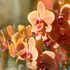 Beautiful orange moth orchid in sunshine