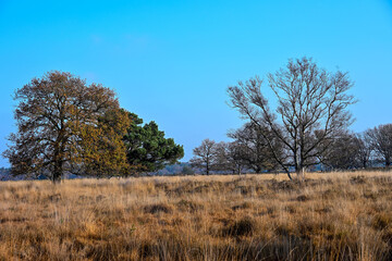 A leafy oak contrasts with a bare oak on golden moorland against a sharp blue sky in Kampina.
