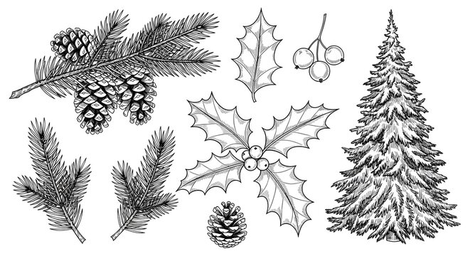 Handdrawn christmas set with pine, holly, and fir tree, isolated on white background