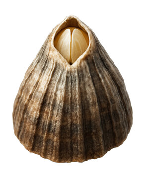 Adult barnacle featuring a conical, calcium-based shell with an exposed operculum.