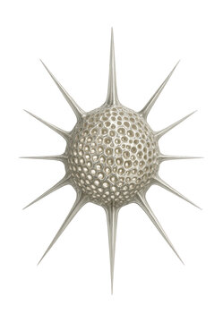 Microscopy image of a radiolarian featuring a detailed siliceous skeleton and spines.