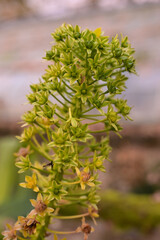 A striking green flower or seed spike, possibly from a late-blooming perennial, shows intricate detail and texture in a Gelderland garden on a quiet morning.