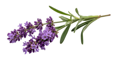 Fototapeta premium Lavender sprig with purple flowers and green leaves isolated on a transparent background
