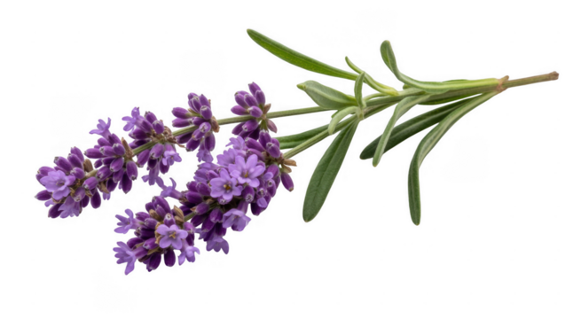 Lavender sprig with purple flowers and green leaves isolated on a transparent background
