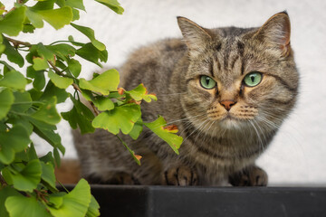 Tabby British Shorthair cat sitting next too a ginkgo tree