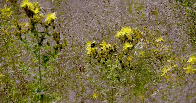 Miętnica (Agrostis L.) kołysząca się na wietrze wraz z kwitnącym dziurawcem (Hypericum perforatum L.).
Piękno falującej letniej łąki w popołudniowym słońcu to bogactwo traw, kwiat&oacute;w i kształt&oacute;w,