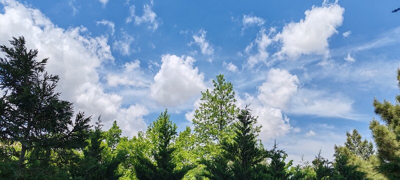 Treetops Against a Blue and Cloudy Sky