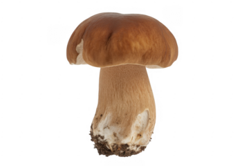 Porcini mushroom with brown cap and thick stem isolated on a transparent background