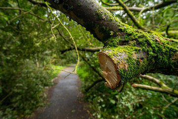 Durrockstock Park, Paisley. Scotland, UK. A Local Nature Reserve which is a refuge for wildlife. An old reservoir provides a variety of habitats for birds and amphibians. A former industrial area. 
