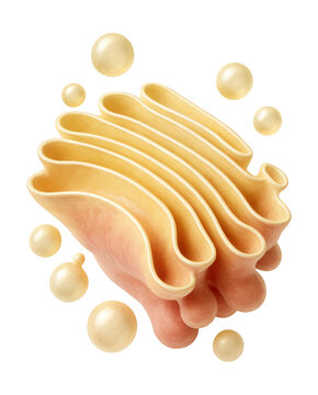 Stacked cisternae of the Golgi apparatus with vesicle formation.