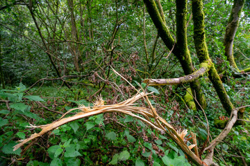 Fototapeta premium Durrockstock Park, Paisley. Scotland, UK. A Local Nature Reserve which is a refuge for wildlife. An old reservoir provides a variety of habitats for birds and amphibians. A former industrial area. 