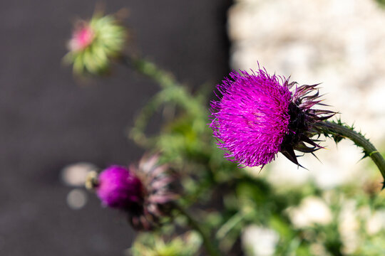 Close-up of a red thistle flower (Cardo nutans) against a vertical black and white background, Roccaraso, Abruzzo, Italy