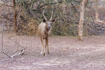 Sambarhirsch im Ranthambhore Nationalpark, Indien