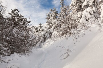 Winter forest against mountains with snowy trees