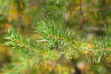 Detailed close-up of green conifer branches with needles, showcasing natural texture and vibrant foliage.