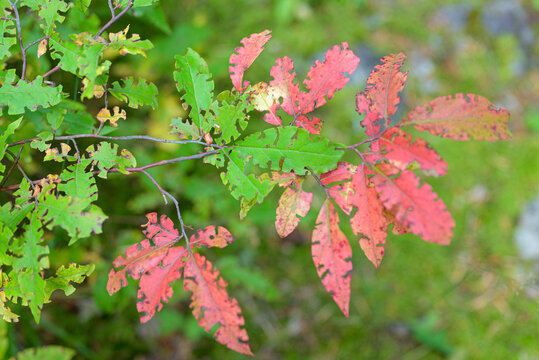 Detailed close-up of a blueberry branch with ripe berries and green leaves, highlighting natural texture and vibrant colors. - Powered by Adobe