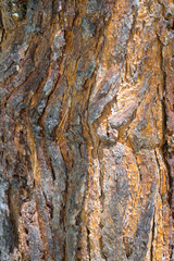 Detailed close-up of natural conifer wood surface, highlighting grain, knots, and rustic texture.