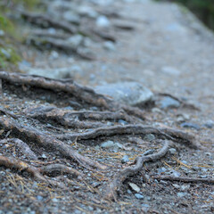 Detailed close-up of a twisted tree root on the forest floor, highlighting texture, patterns, and natural decay.