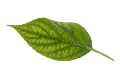 Single green leaf with visible veins isolated on a transparent background