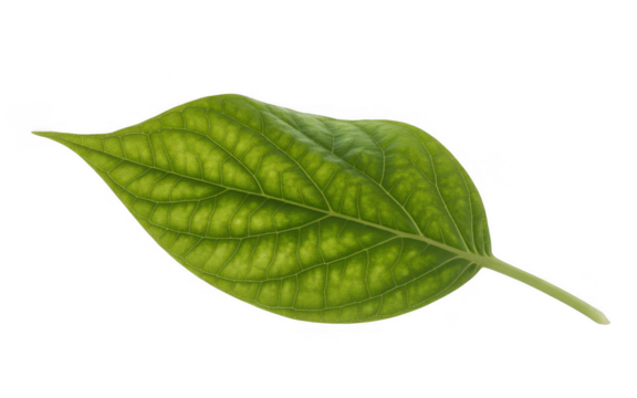 Single green leaf with visible veins isolated on a transparent background