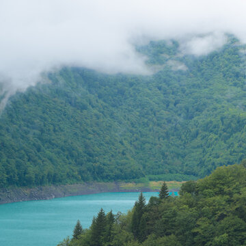 Dense mist covering a forest in Mingrelia, creating a minimalistic and atmospheric landscape with soft light.
