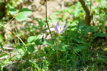 Close-up of a delicate mountain flower growing in a forest, highlighting vibrant petals and natural surroundings.