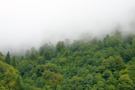 Dense mist covering a forest in Mingrelia, creating a minimalistic and atmospheric landscape with soft light.