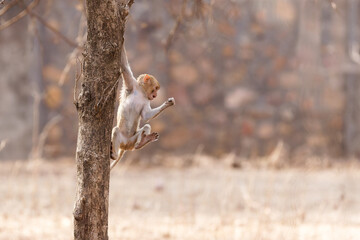 Ein kleiner Langur kurz vor dem Absprung von einem Baum