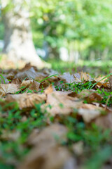 Green grass scattered with autumn fallen leaves in a park, capturing seasonal texture and natural outdoor scenery.