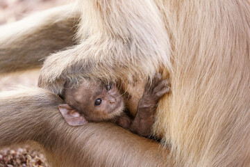 Langurenbaby, das sich an seine Mutter kuschelt