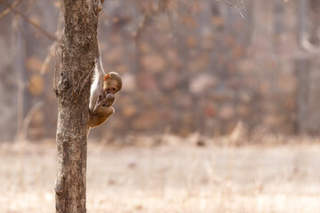 Ein kleiner Langur kurz vor dem Absprung von einem Baum